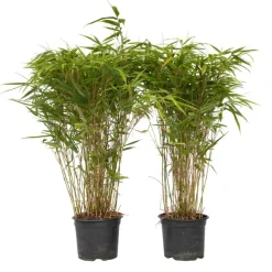 Bamboe - Set van 2 - Fargesia nitida 'Gansu' - Hoogte 50-70cm - ⌀17cm