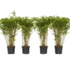Bamboe - Set van 4 - Fargesia nitida 'Gansu' - Hoogte 50-70cm - ⌀17cm