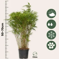 Bamboe - Set van 4 - Fargesia nitida 'Gansu' - Hoogte 50-70cm - ⌀17cm