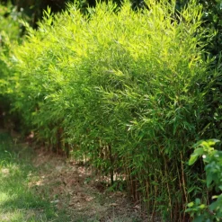 Bamboe - Set van 4 - Fargesia nitida 'Gansu' - Hoogte 50-70cm - ⌀17cm