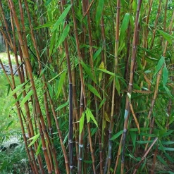 Bamboe - Set van 4 - Fargesia nitida 'Gansu' - Hoogte 50-70cm - ⌀17cm