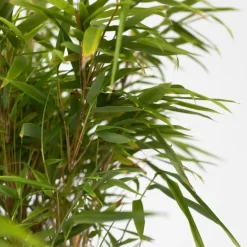 Bamboe - Set van 4 - Fargesia nitida 'Gansu' - Hoogte 50-70cm - ⌀17cm