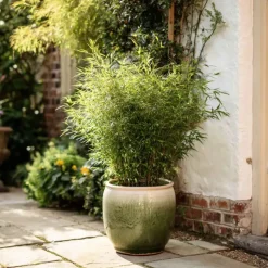 Bamboe - Set van 6 - Fargesia nitida 'Gansu' - Hoogte 50-70cm - ⌀17cm