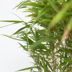 Bamboe - Set van 6 - Fargesia nitida 'Gansu' - Hoogte 50-70cm - ⌀17cm