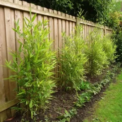 Bamboe - Set van 6 - Fargesia nitida 'Gansu' - Hoogte 50-70cm - ⌀17cm