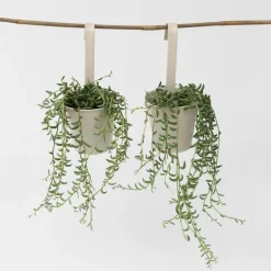 Bananenketting - Set van 2 - Senecio radicans - Hoogte 10-20cm - ⌀12cm