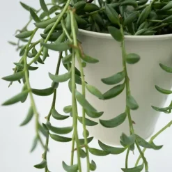 Bananenketting - Set van 2 - Senecio radicans - Hoogte 10-20cm - ⌀12cm