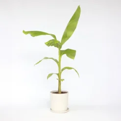 Bananenplant - Musa basjoo - Hoogte 55-70cm - ⌀21cm