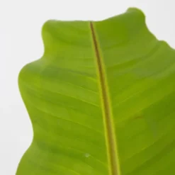 Bananenplant - Musa basjoo - Hoogte 55-70cm - ⌀21cm