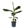 Bananenplant - Musa 'Dwarf Cavendish' - Hoogte 90-100cm - ⌀21cm