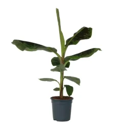 Bananenplant - Musa 'Dwarf Cavendish' - Hoogte 90-100cm - ⌀21cm