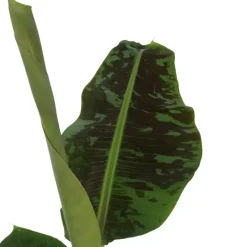 Bananenplant - Musa 'Dwarf Cavendish' - Hoogte 90-100cm - ⌀21cm