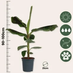 Bananenplant - Musa 'Dwarf Cavendish' - Hoogte 90-100cm - ⌀21cm