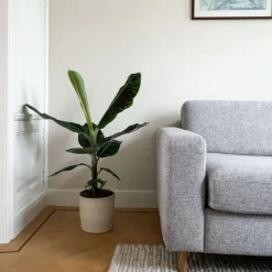 Bananenplant - Musa 'Dwarf Cavendish' - Hoogte 90-100cm - ⌀21cm