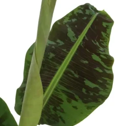 Bananenplant - Musa 'Dwarf Cavendish' - Hoogte 90-100cm - ⌀21cm