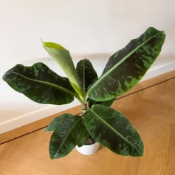 Bananenplant - Musa 'Dwarf Cavendish' - Hoogte 90-100cm - ⌀21cm