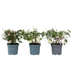 Bellenplant - Set van 3 - Fuchsia magellanica - Hoogte 10-20cm - ⌀9cm