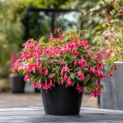 Bellenplant - Set van 6 - Fuchsia magellanica - Hoogte 10-20cm - ⌀9cm