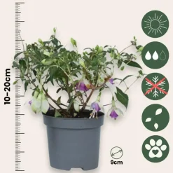 Bellenplant - Set van 6 - Fuchsia magellanica - Hoogte 10-20cm - ⌀9cm