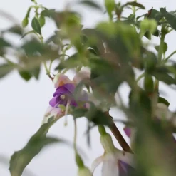 Bellenplant - Set van 6 - Fuchsia magellanica - Hoogte 10-20cm - ⌀9cm