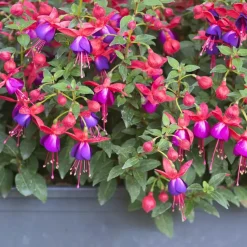 Bellenplant - Set van 6 - Fuchsia magellanica - Hoogte 10-20cm - ⌀9cm