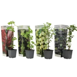 Bessenplanten - Set van 4 - Rubus Rubrum Uva Fructosus - Hoogte 25-40cm - ⌀9cm