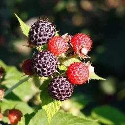 Bessenplanten - Set van 4 - Rubus Rubrum Uva Fructosus - Hoogte 25-40cm - ⌀9cm