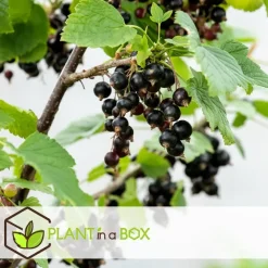 Bessenplanten - Set van 4 - Rubus Rubrum Uva Fructosus - Hoogte 25-40cm - ⌀9cm