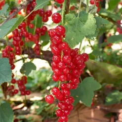 Bessenplanten - Set van 4 - Rubus Rubrum Uva Fructosus - Hoogte 25-40cm - ⌀9cm