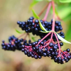 Bessenplanten - Set van 4 - Rubus Rubrum Uva Fructosus - Hoogte 25-40cm - ⌀9cm