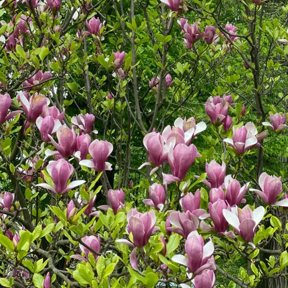 Beverboom - Set van 3 - Magnolia 'Susan' - Hoogte 25-40cm - ⌀9cm