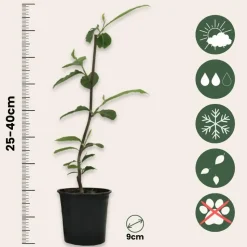 Beverboom - Set van 3 - Magnolia 'Susan' - Hoogte 25-40cm - ⌀9cm