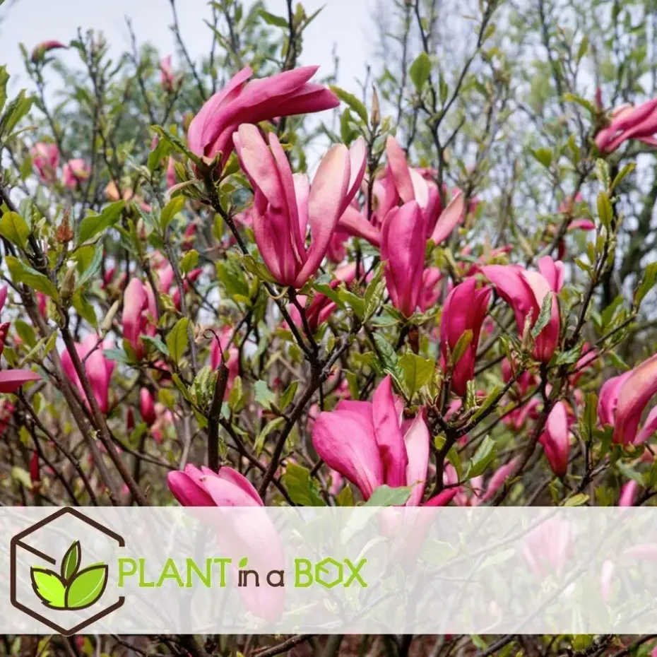 Beverboom - Set van 3 - Magnolia 'Susan' - Hoogte 25-40cm - ⌀9cm