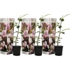 Beverboom - Set van 3 - Magnolia 'Soulangea' - Hoogte 25-40cm - ⌀9cm