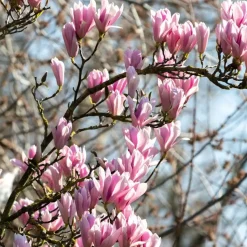Beverboom - Set van 3 - Magnolia 'Soulangea' - Hoogte 25-40cm - ⌀9cm