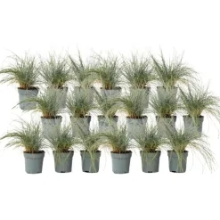 Blauw schapegras - Set van 18 - Festuca 'Elijah Blue' - Hoogte 10-15cm - ⌀9cm