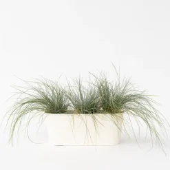 Blauw schapegras - Set van 3 - Festuca 'Elijah Blue' - Hoogte 10-15cm - ⌀9cm