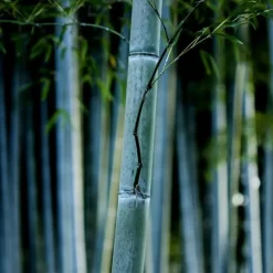 Blauwe bamboe - Set van 6 - Fargesia 'Blue Dragon' - Hoogte 30-40cm - ⌀13cm