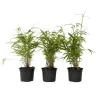 Blauwe bamboe - Set van 6 - Fargesia papyrifera 'Grex' - Hoogte 30-40cm - ⌀13cm