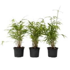 Blauwe bamboe - Set van 6 - Fargesia papyrifera 'Grex' - Hoogte 30-40cm - ⌀13cm