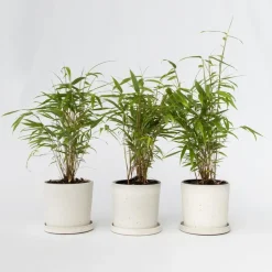 Blauwe bamboe - Set van 6 - Fargesia papyrifera 'Grex' - Hoogte 30-40cm - ⌀13cm