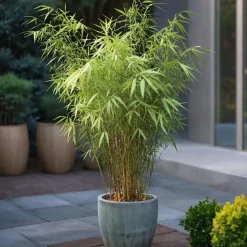 Blauwe bamboe - Set van 6 - Fargesia papyrifera 'Grex' - Hoogte 30-40cm - ⌀13cm
