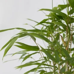 Blauwe bamboe - Set van 6 - Fargesia papyrifera 'Grex' - Hoogte 30-40cm - ⌀13cm