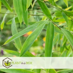 Blauwe bamboe - Set van 6 - Fargesia papyrifera 'Grex' - Hoogte 30-40cm - ⌀13cm