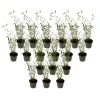 Blauwe bamboe - Set van 18 - Fargesia 'Blue Dragon' - Hoogte 30-40cm - ⌀13cm