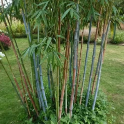 Blauwe bamboe - Set van 18 - Fargesia 'Blue Dragon' - Hoogte 30-40cm - ⌀13cm