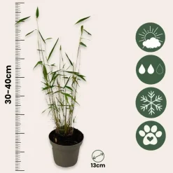 Blauwe bamboe - Set van 18 - Fargesia 'Blue Dragon' - Hoogte 30-40cm - ⌀13cm