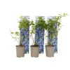 Blauwe bessen - Set van 6 - Vaccinium 'Sunshine Blue' - Hoogte 25-40cm - ⌀9cm