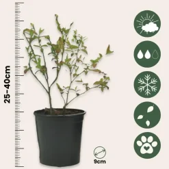 Blauwe bessen - Set van 6 - Vaccinium 'Sunshine Blue' - Hoogte 25-40cm - ⌀9cm