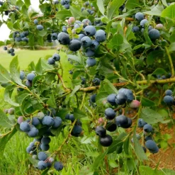 Blauwe bessen - Set van 3 - Vaccinium 'Sunshine Blue' - Hoogte 25-40cm - ⌀9cm
